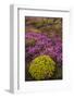 Iceland, Southwest Iceland. Masses of wildflowers are found in the summer.-Ellen Goff-Framed Photographic Print