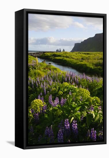 Iceland. Vik I Myrdal. Stream Running Through Field of Wildflowers-Inger Hogstrom-Framed Stretched Canvas