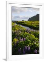 Iceland. Vik I Myrdal. Stream Running Through Field of Wildflowers-Inger Hogstrom-Framed Premium Photographic Print