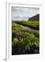 Iceland. Vik I Myrdal. Stream Running Through Field of Wildflowers-Inger Hogstrom-Framed Premium Photographic Print