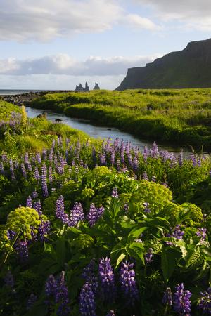 https://imgc.allpostersimages.com/img/posters/iceland-vik-i-myrdal-stream-running-through-field-of-wildflowers_u-L-PRPVLJ0.jpg?artPerspective=n