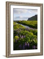 Iceland. Vik I Myrdal. Stream Running Through Field of Wildflowers-Inger Hogstrom-Framed Photographic Print