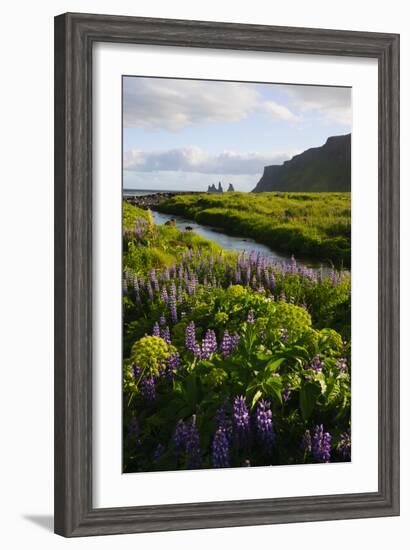 Iceland. Vik I Myrdal. Stream Running Through Field of Wildflowers-Inger Hogstrom-Framed Photographic Print