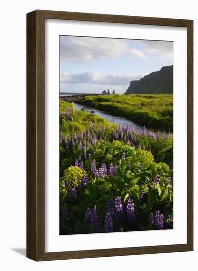 Iceland. Vik I Myrdal. Stream Running Through Field of Wildflowers-Inger Hogstrom-Framed Photographic Print