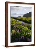 Iceland. Vik I Myrdal. Stream Running Through Field of Wildflowers-Inger Hogstrom-Framed Photographic Print