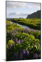 Iceland. Vik I Myrdal. Stream Running Through Field of Wildflowers-Inger Hogstrom-Mounted Photographic Print