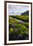 Iceland. Vik I Myrdal. Stream Running Through Field of Wildflowers-Inger Hogstrom-Framed Photographic Print