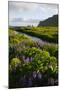 Iceland. Vik I Myrdal. Stream Running Through Field of Wildflowers-Inger Hogstrom-Mounted Photographic Print