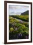 Iceland. Vik I Myrdal. Stream Running Through Field of Wildflowers-Inger Hogstrom-Framed Photographic Print