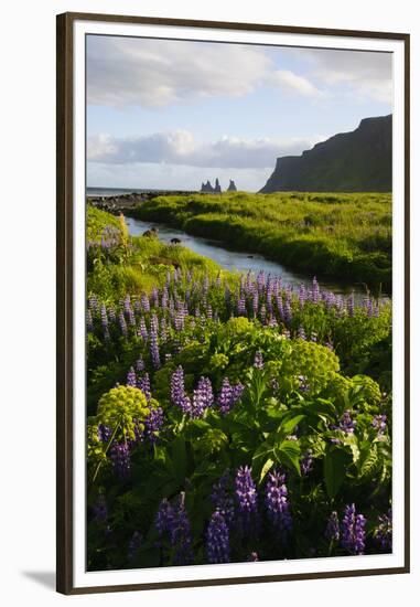 Iceland. Vik I Myrdal. Stream Running Through Field of Wildflowers-Inger Hogstrom-Framed Premium Photographic Print