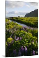 Iceland. Vik I Myrdal. Stream Running Through Field of Wildflowers-Inger Hogstrom-Mounted Premium Photographic Print