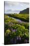 Iceland. Vik I Myrdal. Stream Running Through Field of Wildflowers-Inger Hogstrom-Stretched Canvas