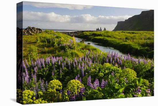Iceland. Vik I Myrdal. Stream Running Through Field of Wildflowers-Inger Hogstrom-Stretched Canvas