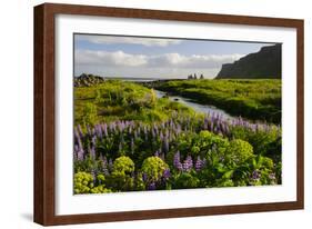 Iceland. Vik I Myrdal. Stream Running Through Field of Wildflowers-Inger Hogstrom-Framed Photographic Print