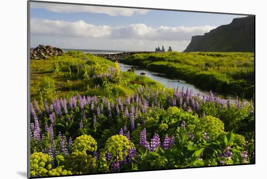 Iceland. Vik I Myrdal. Stream Running Through Field of Wildflowers-Inger Hogstrom-Mounted Photographic Print