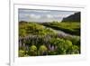 Iceland. Vik I Myrdal. Stream Running Through Field of Wildflowers-Inger Hogstrom-Framed Photographic Print