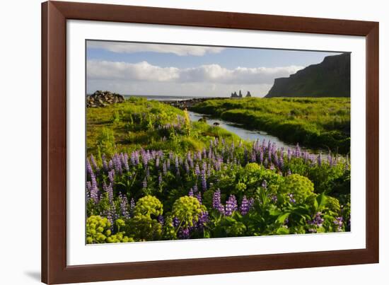 Iceland. Vik I Myrdal. Stream Running Through Field of Wildflowers-Inger Hogstrom-Framed Photographic Print