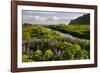 Iceland. Vik I Myrdal. Stream Running Through Field of Wildflowers-Inger Hogstrom-Framed Photographic Print