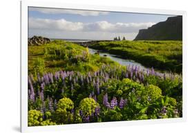 Iceland. Vik I Myrdal. Stream Running Through Field of Wildflowers-Inger Hogstrom-Framed Photographic Print