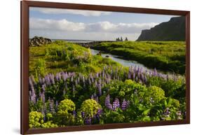 Iceland. Vik I Myrdal. Stream Running Through Field of Wildflowers-Inger Hogstrom-Framed Photographic Print
