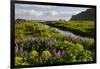 Iceland. Vik I Myrdal. Stream Running Through Field of Wildflowers-Inger Hogstrom-Framed Photographic Print