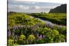 Iceland. Vik I Myrdal. Stream Running Through Field of Wildflowers-Inger Hogstrom-Stretched Canvas