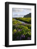 Iceland. Vik I Myrdal. Stream Running Through Field of Wildflowers-Inger Hogstrom-Framed Photographic Print