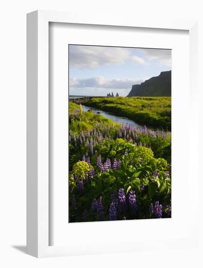 Iceland. Vik I Myrdal. Stream Running Through Field of Wildflowers-Inger Hogstrom-Framed Photographic Print