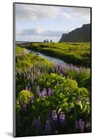 Iceland. Vik I Myrdal. Stream Running Through Field of Wildflowers-Inger Hogstrom-Mounted Photographic Print