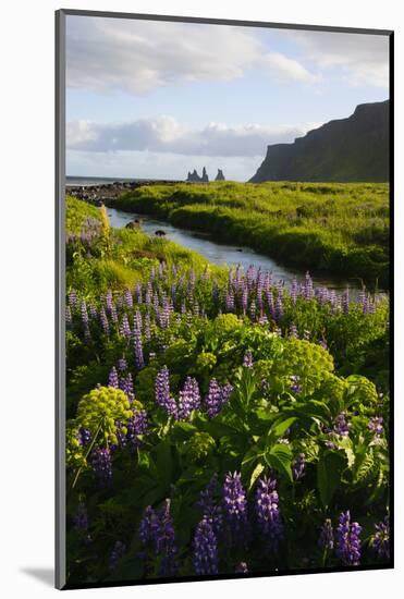 Iceland. Vik I Myrdal. Stream Running Through Field of Wildflowers-Inger Hogstrom-Mounted Photographic Print