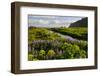 Iceland. Vik I Myrdal. Stream Running Through Field of Wildflowers-Inger Hogstrom-Framed Photographic Print