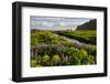 Iceland. Vik I Myrdal. Stream Running Through Field of Wildflowers-Inger Hogstrom-Framed Photographic Print