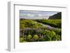 Iceland. Vik I Myrdal. Stream Running Through Field of Wildflowers-Inger Hogstrom-Framed Photographic Print