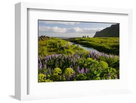 Iceland. Vik I Myrdal. Stream Running Through Field of Wildflowers-Inger Hogstrom-Framed Photographic Print