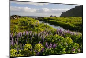 Iceland. Vik I Myrdal. Stream Running Through Field of Wildflowers-Inger Hogstrom-Mounted Photographic Print