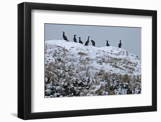 Iceland, West Fjords, Cormorants, Phalacrocorax Carbo,-Bernd Rommelt-Framed Photographic Print