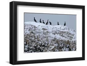 Iceland, West Fjords, Cormorants, Phalacrocorax Carbo,-Bernd Rommelt-Framed Photographic Print