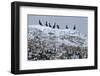 Iceland, West Fjords, Cormorants, Phalacrocorax Carbo,-Bernd Rommelt-Framed Photographic Print