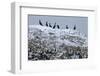 Iceland, West Fjords, Cormorants, Phalacrocorax Carbo,-Bernd Rommelt-Framed Photographic Print