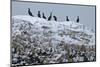 Iceland, West Fjords, Cormorants, Phalacrocorax Carbo,-Bernd Rommelt-Mounted Photographic Print