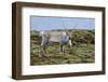 Iceland, West Fjords, Pensioner, Rangifer Tarandus-Bernd Rommelt-Framed Photographic Print