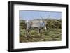 Iceland, West Fjords, Pensioner, Rangifer Tarandus-Bernd Rommelt-Framed Photographic Print