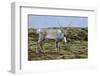 Iceland, West Fjords, Pensioner, Rangifer Tarandus-Bernd Rommelt-Framed Photographic Print