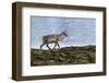 Iceland, West Fjords, Pensioner, Rangifer Tarandus-Bernd Rommelt-Framed Photographic Print