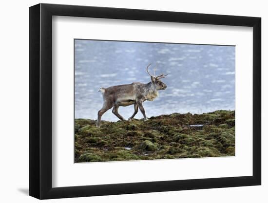 Iceland, West Fjords, Pensioner, Rangifer Tarandus-Bernd Rommelt-Framed Photographic Print