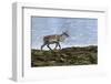 Iceland, West Fjords, Pensioner, Rangifer Tarandus-Bernd Rommelt-Framed Photographic Print