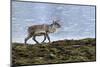 Iceland, West Fjords, Pensioner, Rangifer Tarandus-Bernd Rommelt-Mounted Photographic Print