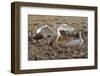 Iceland, West Fjords, Song Swans, Cygnus Cygnus,-Bernd Rommelt-Framed Photographic Print