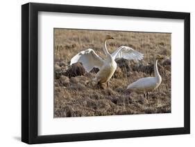 Iceland, West Fjords, Song Swans, Cygnus Cygnus,-Bernd Rommelt-Framed Photographic Print