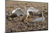 Iceland, West Fjords, Song Swans, Cygnus Cygnus,-Bernd Rommelt-Mounted Photographic Print